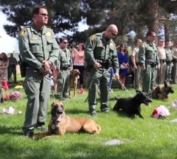 imagen Emotiva despedida a un perro policia