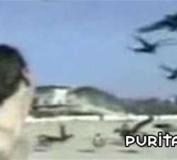 imagen putos pajaros