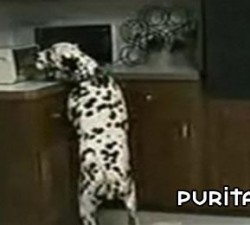 imagen la rebelion de los animales