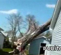 imagen ¡arbol va!