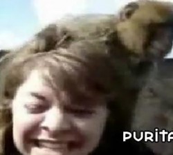 imagen una monada de animalitos
