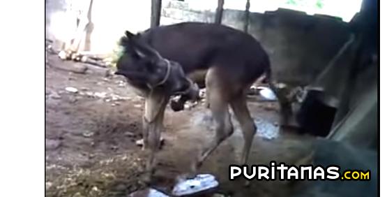 Cuanto cuesta un burro